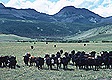 cattle